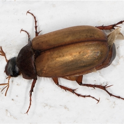 Unidentified Scarab beetle (Scarabaeidae) at Melba, ACT - 1 Dec 2024 by kasiaaus