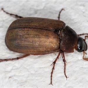 Sericesthis geminata at Melba, ACT - 1 Dec 2024 10:07 PM