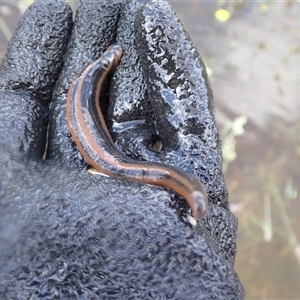 Richardsonianus australis (Tiger leech) at Murrumbateman, NSW by SimoneC