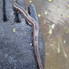 Richardsonianus australis at Murrumbateman, NSW - 4 Dec 2024