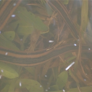 Richardsonianus australis at Murrumbateman, NSW - 4 Dec 2024 10:02 AM