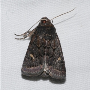 Proteuxoa atra (Sombre Noctuid) at Freshwater Creek, VIC by WendyEM