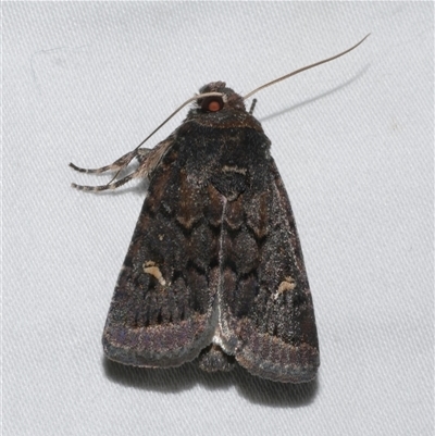 Proteuxoa atra (Sombre Noctuid) at Freshwater Creek, VIC - 10 Apr 2020 by WendyEM