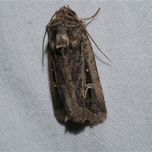 Proteuxoa nuna (A Noctuid moth (Acronictinae) at Freshwater Creek, VIC by WendyEM