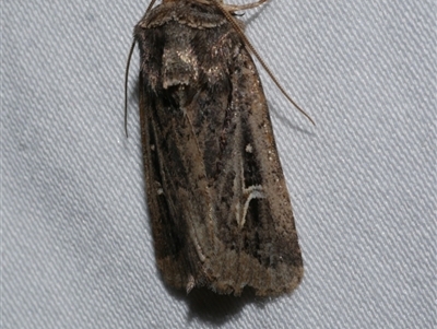 Proteuxoa nuna (A Noctuid moth (Acronictinae) at Freshwater Creek, VIC - 10 Apr 2020 by WendyEM