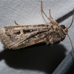 Proteuxoa nuna (A Noctuid moth (Acronictinae) at Freshwater Creek, VIC - 10 Apr 2020 by WendyEM