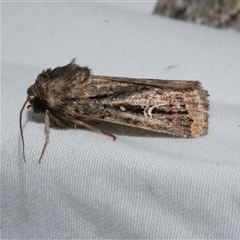 Proteuxoa nuna at Freshwater Creek, VIC - 11 Apr 2020