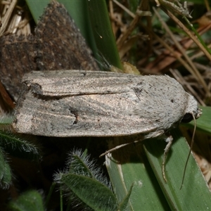 Proteuxoa paratorna (Hyphen Noctuid) at Freshwater Creek, VIC by WendyEM