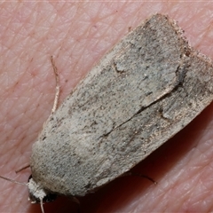 Proteuxoa paratorna (Hyphen Noctuid) at Freshwater Creek, VIC - 11 Apr 2020 by WendyEM