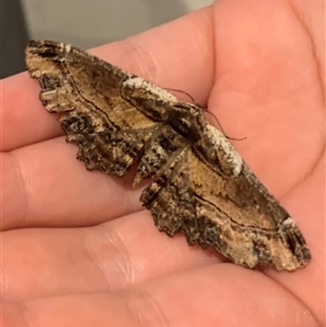 Pholodes sinistraria (Sinister or Frilled Bark Moth) at Richardson, ACT by Ash295