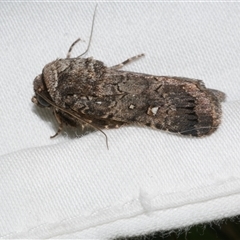 Proteuxoa sp. (11) (MoV, Part 9) (A Noctuid moth (Acronictinae) at Freshwater Creek, VIC - 10 Apr 2020 by WendyEM