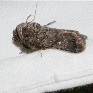 Proteuxoa sp. (11) (MoV, Part 9) (A Noctuid moth (Acronictinae) at Freshwater Creek, VIC by WendyEM