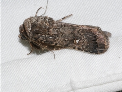 Proteuxoa sp. (11) (MoV, Part 9) (A Noctuid moth (Acronictinae) at Freshwater Creek, VIC - 10 Apr 2020 by WendyEM