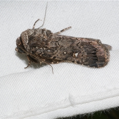 Proteuxoa sp. (11) (MoV, Part 9) (A Noctuid moth (Acronictinae) at Freshwater Creek, VIC - 11 Apr 2020 by WendyEM