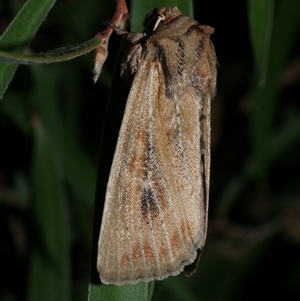 Hadenini (tribe) Sp.1. (MoV, Part 9) (A Noctuid moth (Hadeninae) at Freshwater Creek, VIC by WendyEM