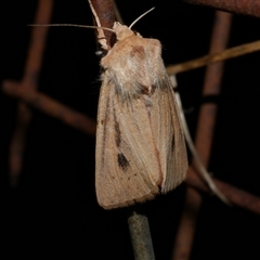 Hadenini (tribe) Sp.1. (MoV, Part 9) (A Noctuid moth (Hadeninae) at Freshwater Creek, VIC - 11 Apr 2020 by WendyEM