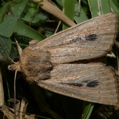 Hadenini (tribe) Sp.1. (MoV, Part 9) (A Noctuid moth (Hadeninae) at Freshwater Creek, VIC - 11 Apr 2020 by WendyEM