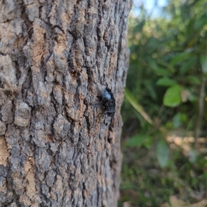 Unidentified True fly (Diptera) at Tucabia, NSW by JamesLidseyBCT