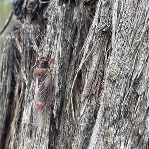 Yoyetta sp. (genus) at Kambah, ACT - 4 Dec 2024