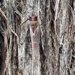 Yoyetta sp. (genus) at Kambah, ACT - 4 Dec 2024 09:59 AM