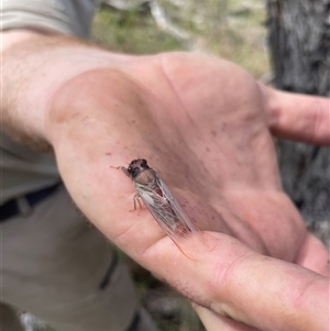 Yoyetta sp. (genus) at Kambah, ACT - 4 Dec 2024