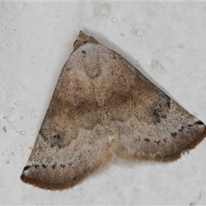 Mataeomera mesotaenia (Large Scale Moth) at Melba, ACT by kasiaaus