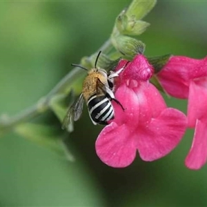 Amegilla (Zonamegilla) asserta (Blue Banded Bee) at Hackett, ACT by UserYYUcWrIf