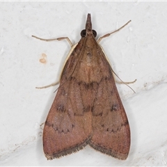 Uresiphita ornithopteralis (Tree Lucerne Moth) at Melba, ACT - 1 Dec 2024 by kasiaaus