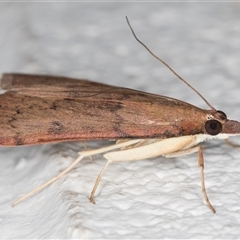 Uresiphita ornithopteralis at Melba, ACT - 1 Dec 2024