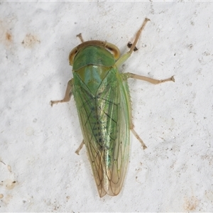 Unidentified Leafhopper or planthopper (Hemiptera, several families) at Melba, ACT by kasiaaus