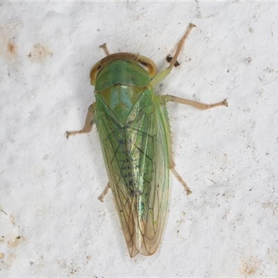 Unidentified Leafhopper or planthopper (Hemiptera, several families) at Melba, ACT - 1 Dec 2024 by kasiaaus