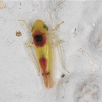 Kahaono wallacei (Leafhopper) at Melba, ACT - 2 Dec 2024 by kasiaaus