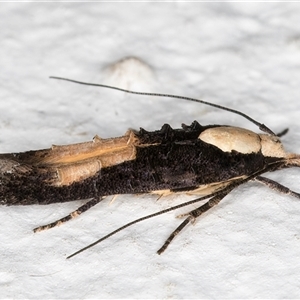 Trachydora pygaea at Melba, ACT - 2 Dec 2024 10:53 PM