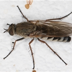 Anabarhynchus plumbeoides (Stiletto fly) at Melba, ACT - 2 Dec 2024 by kasiaaus