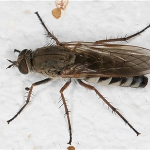 Anabarhynchus plumbeoides (Stiletto fly) at Melba, ACT by kasiaaus