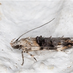 Leptozestis toreutica at Melba, ACT - 2 Dec 2024 10:45 PM