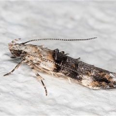 Leptozestis toreutica at Melba, ACT - 2 Dec 2024 10:45 PM