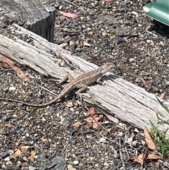 Pogona barbata at Wanniassa, ACT - 4 Dec 2024 by AdamMc