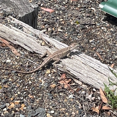 Pogona barbata at Wanniassa, ACT - 4 Dec 2024 by AdamMc