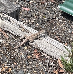 Amphibolurus muricatus at Wanniassa, ACT - 4 Dec 2024