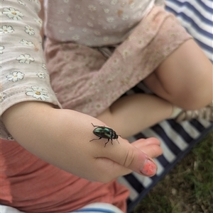 Chalcopteroides sp. (genus) (Rainbow darkling beetle) at Parkes, ACT by WalterEgo