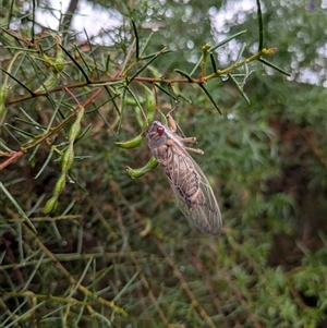 Psaltoda moerens (Redeye cicada) at Hackett, ACT by WalterEgo