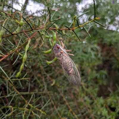 Psaltoda moerens (Redeye cicada) at Hackett, ACT - 3 Dec 2024 by WalterEgo