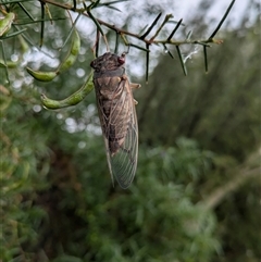 Psaltoda moerens at Hackett, ACT - 4 Dec 2024 08:16 AM