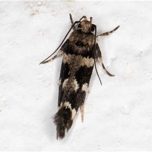 Macrobathra baliomitra at Melba, ACT - 2 Dec 2024