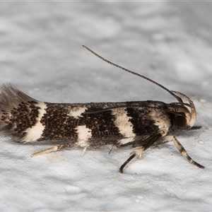 Macrobathra baliomitra at Melba, ACT - 2 Dec 2024