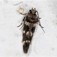 Macrobathra baliomitra at Melba, ACT - 2 Dec 2024