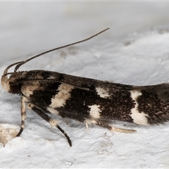 Macrobathra baliomitra at Melba, ACT - 2 Dec 2024