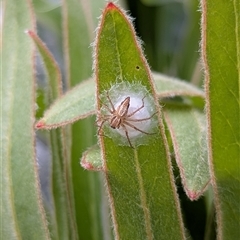 Oxyopes sp. (genus) (Lynx spider) at Mount Kembla, NSW - 4 Dec 2024 by BackyardHabitatProject