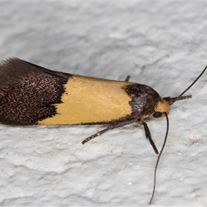 Hemibela hemicalypta at Melba, ACT - 2 Dec 2024